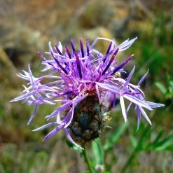 FuturePlanter Skabiosen-Flockenblume (Centaurea Scabiosa)