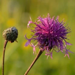 FuturePlanter Skabiosen-Flockenblume (Centaurea Scabiosa)