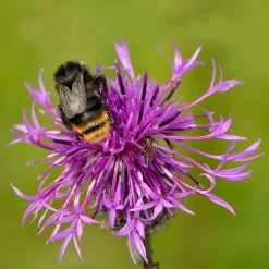FuturePlanter Skabiosen-Flockenblume (Centaurea Scabiosa)