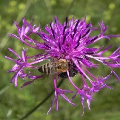 FuturePlanter Skabiosen-Flockenblume (Centaurea Scabiosa)