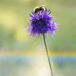FuturePlanter Skabiosen-Flockenblume (Centaurea Scabiosa)