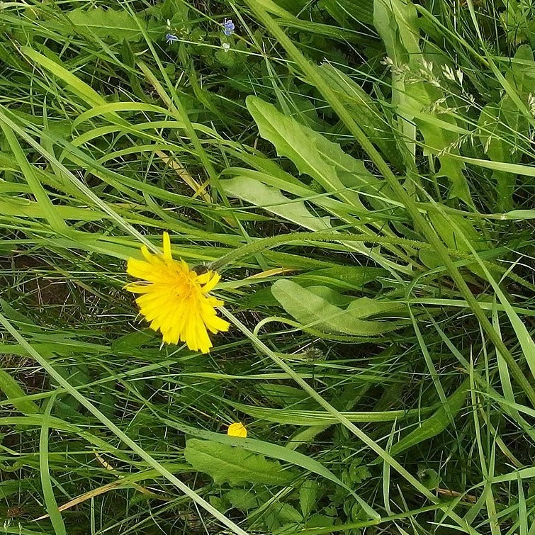 FuturePlanter Steifhaariger Löwenzahn (Leontodon Hispidus) 5 FuturePlanter Steifhaariger Löwenzahn (Leontodon Hispidus)