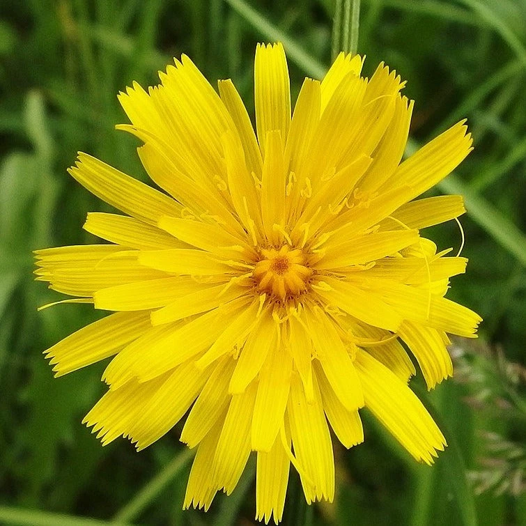 FuturePlanter Steifhaariger Löwenzahn (Leontodon Hispidus) 2 FuturePlanter Steifhaariger Löwenzahn (Leontodon Hispidus)