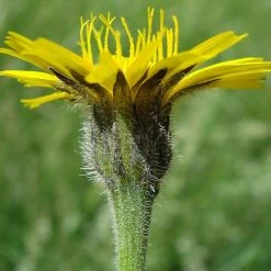 FuturePlanter Steifhaariger Löwenzahn (Leontodon Hispidus) 10 FuturePlanter Steifhaariger Löwenzahn (Leontodon Hispidus)