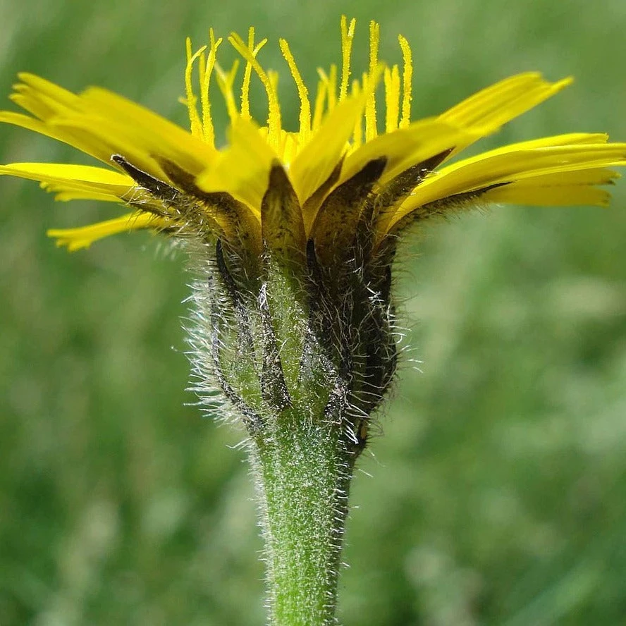 FuturePlanter Steifhaariger Löwenzahn (Leontodon Hispidus) 3 FuturePlanter Steifhaariger Löwenzahn (Leontodon Hispidus)