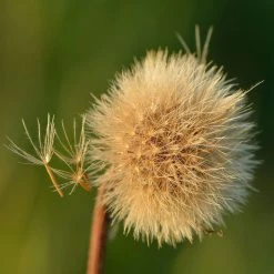 FuturePlanter Steifhaariger Löwenzahn (Leontodon Hispidus) 15 FuturePlanter Steifhaariger Löwenzahn (Leontodon Hispidus)