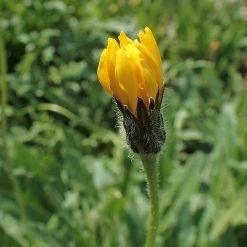 FuturePlanter Steifhaariger Löwenzahn (Leontodon Hispidus) 11 FuturePlanter Steifhaariger Löwenzahn (Leontodon Hispidus)