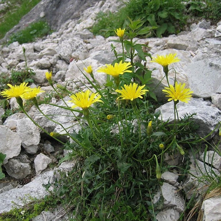 FuturePlanter Steifhaariger Löwenzahn (Leontodon Hispidus) 6 FuturePlanter Steifhaariger Löwenzahn (Leontodon Hispidus)
