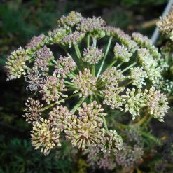 FuturePlanter Steppenfenchel (Seseli Annuum) 14 FuturePlanter Steppenfenchel (Seseli Annuum)