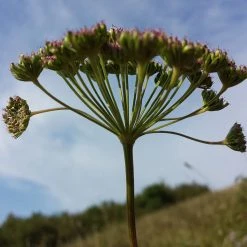 FuturePlanter Steppenfenchel (Seseli Annuum) 10 FuturePlanter Steppenfenchel (Seseli Annuum)