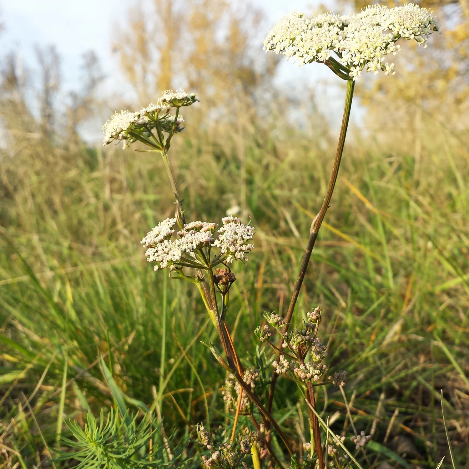 FuturePlanter Steppenfenchel (Seseli Annuum) 6 FuturePlanter Steppenfenchel (Seseli Annuum)