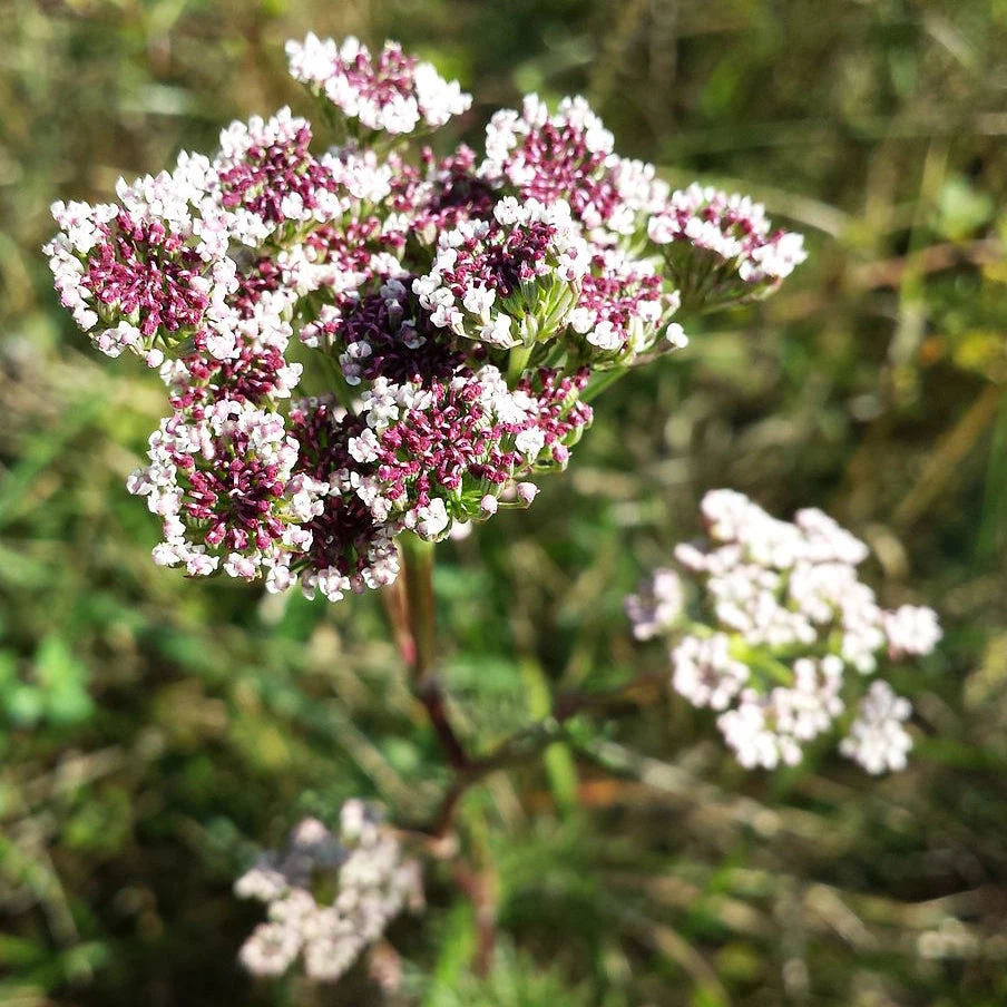 FuturePlanter Steppenfenchel (Seseli Annuum) 1 FuturePlanter Steppenfenchel (Seseli Annuum)