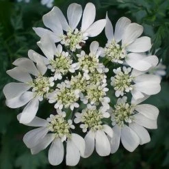 FuturePlanter Alle Pflanzen Im Shop Strahlen-Breitsame (Orlaya Grandiflora)