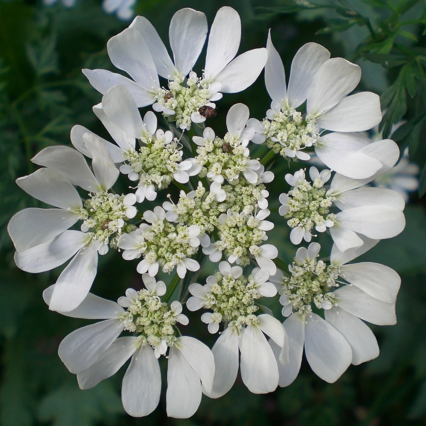 FuturePlanter Alle Pflanzen Im Shop Strahlen-Breitsame (Orlaya Grandiflora) 1 FuturePlanter Alle Pflanzen Im Shop Strahlen-Breitsame (Orlaya Grandiflora)