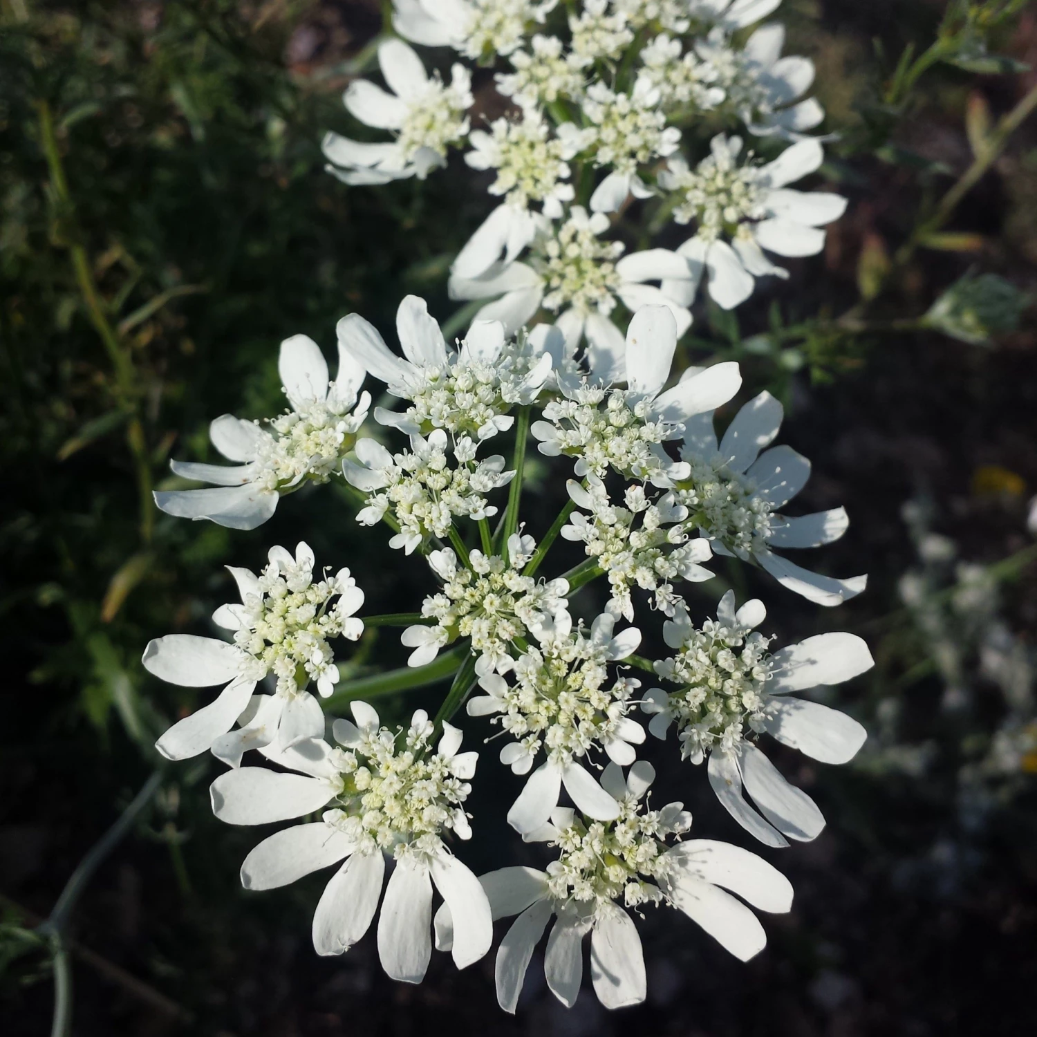FuturePlanter Alle Pflanzen Im Shop Strahlen-Breitsame (Orlaya Grandiflora) 2 FuturePlanter Alle Pflanzen Im Shop Strahlen-Breitsame (Orlaya Grandiflora)