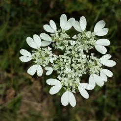 FuturePlanter Alle Pflanzen Im Shop Strahlen-Breitsame (Orlaya Grandiflora) 13 FuturePlanter Alle Pflanzen Im Shop Strahlen-Breitsame (Orlaya Grandiflora)