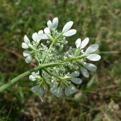 FuturePlanter Alle Pflanzen Im Shop Strahlen-Breitsame (Orlaya Grandiflora) 12 FuturePlanter Alle Pflanzen Im Shop Strahlen-Breitsame (Orlaya Grandiflora)