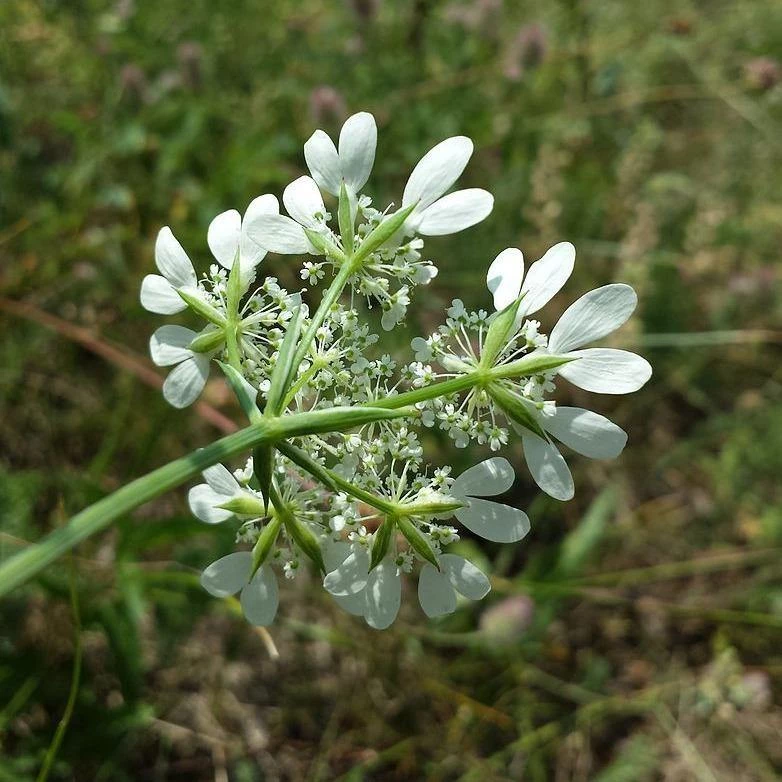 FuturePlanter Alle Pflanzen Im Shop Strahlen-Breitsame (Orlaya Grandiflora) 5 FuturePlanter Alle Pflanzen Im Shop Strahlen-Breitsame (Orlaya Grandiflora)