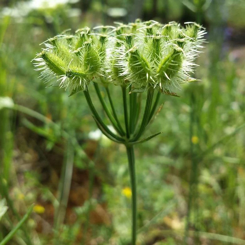 FuturePlanter Alle Pflanzen Im Shop Strahlen-Breitsame (Orlaya Grandiflora) 7 FuturePlanter Alle Pflanzen Im Shop Strahlen-Breitsame (Orlaya Grandiflora)