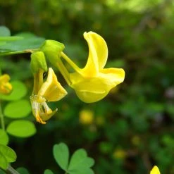FuturePlanter Strauchkronwicke (Hippocrepis Emerus) Alle Pflanzen Im Shop