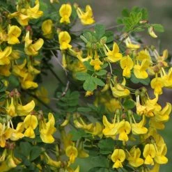 FuturePlanter Strauchkronwicke (Hippocrepis Emerus) Alle Pflanzen Im Shop