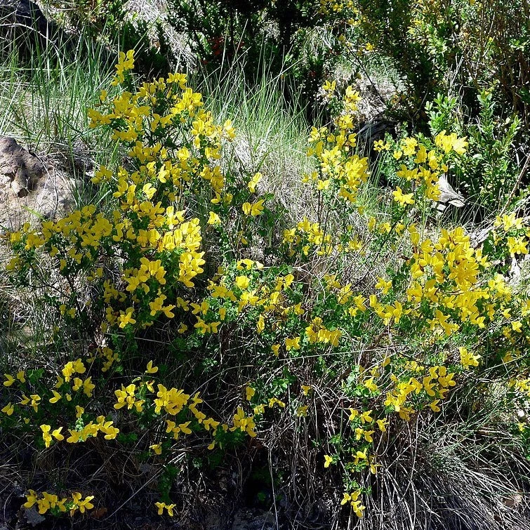 FuturePlanter Strauchkronwicke (Hippocrepis Emerus) Alle Pflanzen Im Shop 8 FuturePlanter Strauchkronwicke (Hippocrepis Emerus) Alle Pflanzen Im Shop