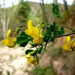 FuturePlanter Strauchkronwicke (Hippocrepis Emerus) Alle Pflanzen Im Shop 11 FuturePlanter Strauchkronwicke (Hippocrepis Emerus) Alle Pflanzen Im Shop