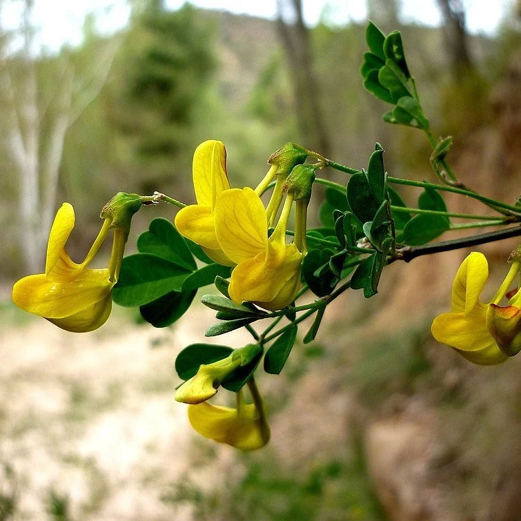 FuturePlanter Strauchkronwicke (Hippocrepis Emerus) Alle Pflanzen Im Shop 4 FuturePlanter Strauchkronwicke (Hippocrepis Emerus) Alle Pflanzen Im Shop