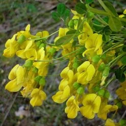 FuturePlanter Strauchkronwicke (Hippocrepis Emerus) Alle Pflanzen Im Shop 12 FuturePlanter Strauchkronwicke (Hippocrepis Emerus) Alle Pflanzen Im Shop