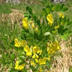FuturePlanter Strauchkronwicke (Hippocrepis Emerus) Alle Pflanzen Im Shop 14 FuturePlanter Strauchkronwicke (Hippocrepis Emerus) Alle Pflanzen Im Shop