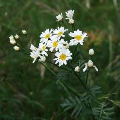 FuturePlanter Straussblütige Margerite (Tanacetum Corymbosum)
