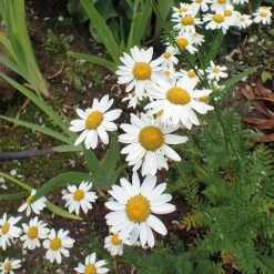 FuturePlanter Straussblütige Margerite (Tanacetum Corymbosum)