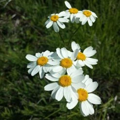 FuturePlanter Straussblütige Margerite (Tanacetum Corymbosum)