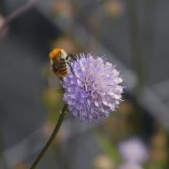 FuturePlanter Teufelsabbiss (Succisa Pratensis) Alle Pflanzen Im Shop 8 FuturePlanter Teufelsabbiss (Succisa Pratensis) Alle Pflanzen Im Shop