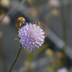 FuturePlanter Teufelsabbiss (Succisa Pratensis) Alle Pflanzen Im Shop 9 FuturePlanter Teufelsabbiss (Succisa Pratensis) Alle Pflanzen Im Shop