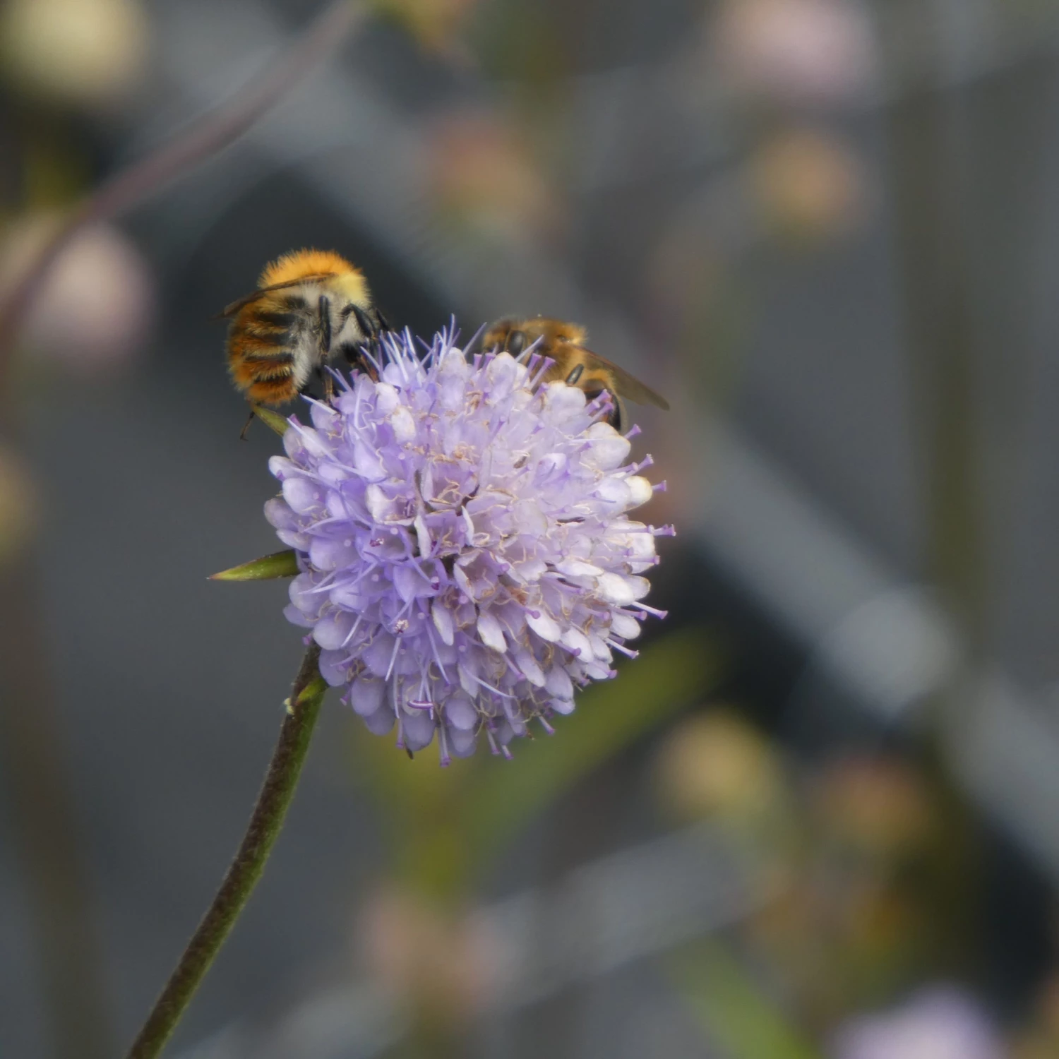 FuturePlanter Teufelsabbiss (Succisa Pratensis) Alle Pflanzen Im Shop 4 FuturePlanter Teufelsabbiss (Succisa Pratensis) Alle Pflanzen Im Shop