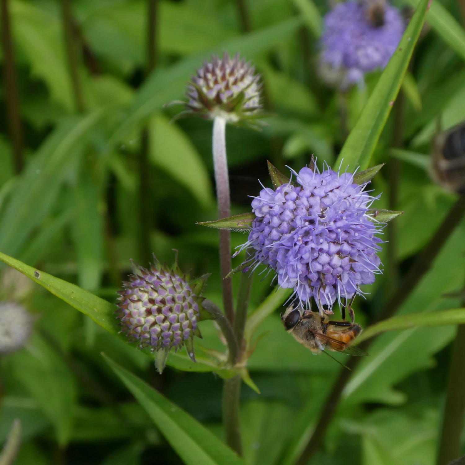 FuturePlanter Teufelsabbiss (Succisa Pratensis) Alle Pflanzen Im Shop 5 FuturePlanter Teufelsabbiss (Succisa Pratensis) Alle Pflanzen Im Shop