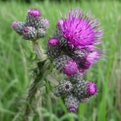 FuturePlanter Alle Pflanzen Im Shop Sumpf-Kratzdistel (Cirsium Palustre) 11 FuturePlanter Alle Pflanzen Im Shop Sumpf-Kratzdistel (Cirsium Palustre)