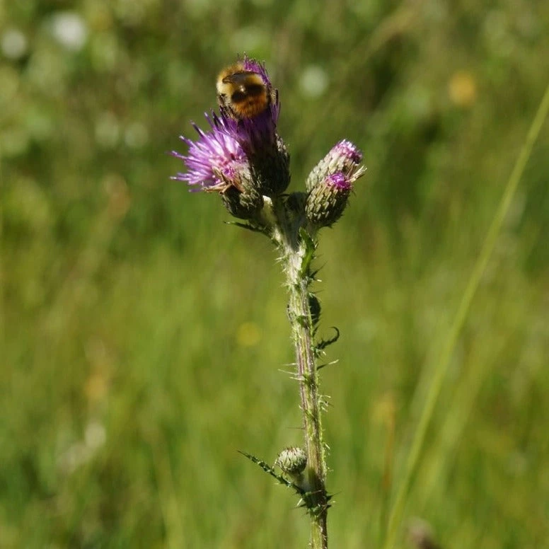FuturePlanter Alle Pflanzen Im Shop Sumpf-Kratzdistel (Cirsium Palustre) 8 FuturePlanter Alle Pflanzen Im Shop Sumpf-Kratzdistel (Cirsium Palustre)