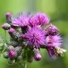 FuturePlanter Alle Pflanzen Im Shop Sumpf-Kratzdistel (Cirsium Palustre)