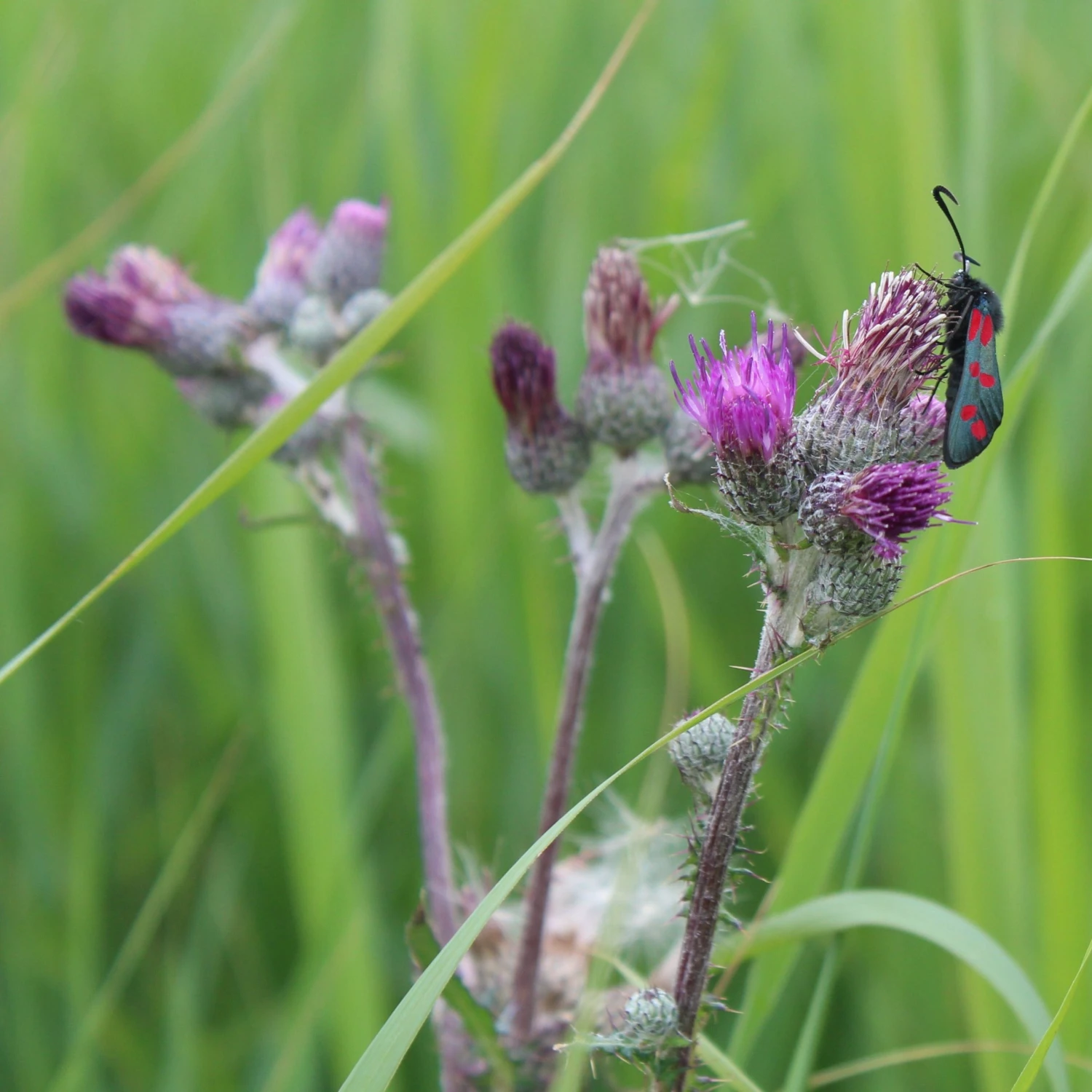 FuturePlanter Alle Pflanzen Im Shop Sumpf-Kratzdistel (Cirsium Palustre) 6 FuturePlanter Alle Pflanzen Im Shop Sumpf-Kratzdistel (Cirsium Palustre)