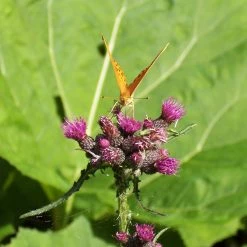 FuturePlanter Alle Pflanzen Im Shop Sumpf-Kratzdistel (Cirsium Palustre) 12 FuturePlanter Alle Pflanzen Im Shop Sumpf-Kratzdistel (Cirsium Palustre)