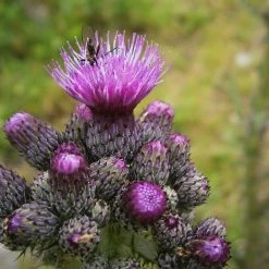 FuturePlanter Alle Pflanzen Im Shop Sumpf-Kratzdistel (Cirsium Palustre) 10 FuturePlanter Alle Pflanzen Im Shop Sumpf-Kratzdistel (Cirsium Palustre)