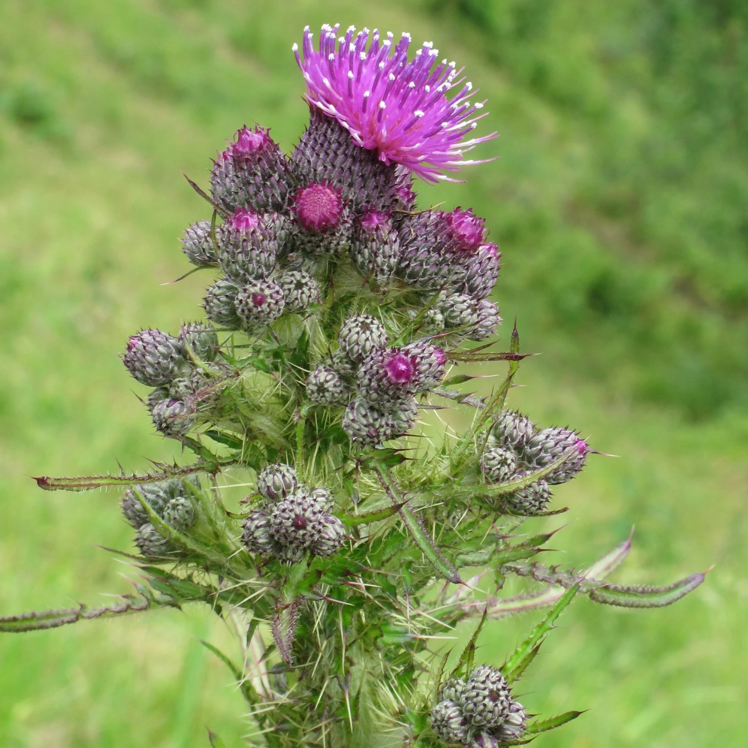 FuturePlanter Alle Pflanzen Im Shop Sumpf-Kratzdistel (Cirsium Palustre) 7 FuturePlanter Alle Pflanzen Im Shop Sumpf-Kratzdistel (Cirsium Palustre)