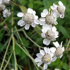 FuturePlanter Alle Pflanzen Im Shop Sumpf-Schafgarbe (Achillea Ptarmica)