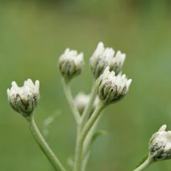 FuturePlanter Alle Pflanzen Im Shop Sumpf-Schafgarbe (Achillea Ptarmica)