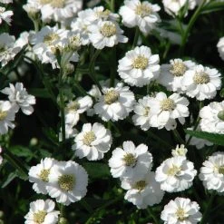 FuturePlanter Alle Pflanzen Im Shop Sumpf-Schafgarbe (Achillea Ptarmica)