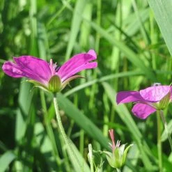 FuturePlanter Sumpf-Storchschnabel (Geranium Palustre) Alle Pflanzen Im Shop
