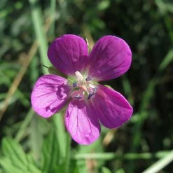 FuturePlanter Sumpf-Storchschnabel (Geranium Palustre) Alle Pflanzen Im Shop