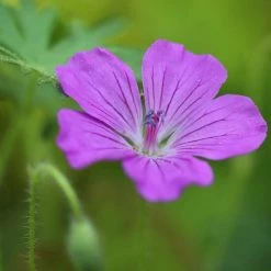 FuturePlanter Sumpf-Storchschnabel (Geranium Palustre) Alle Pflanzen Im Shop